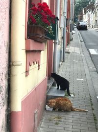 Cat sitting by flower plants