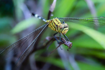 Close-up of damselfly on plant