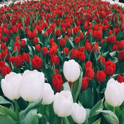Close-up of white tulips blooming in park