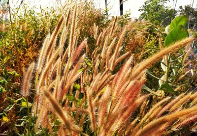 Close-up of fresh crop in field