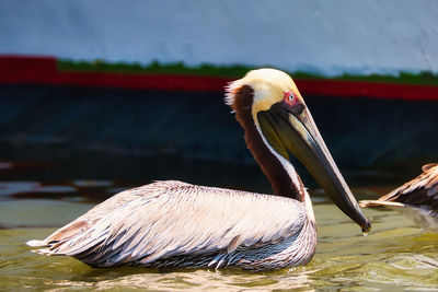 pelican