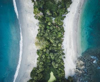 Aerial view of trees on beach against sky