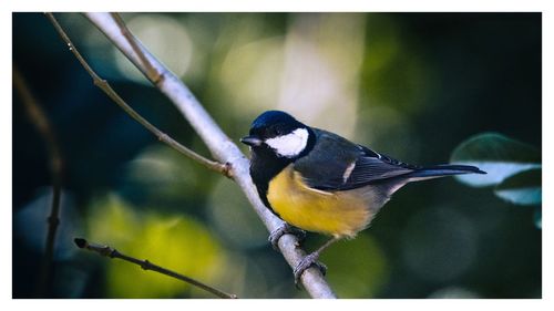 Close-up of bird perching on twig