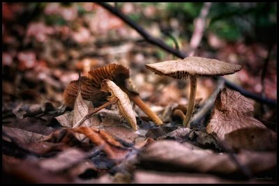 Close-up of mushroom growing in forest