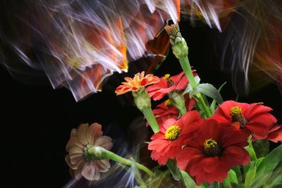 Close-up of red flowering plant