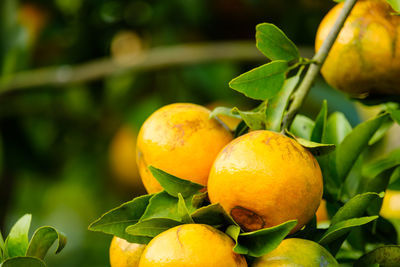 Close-up of oranges growing on tree
