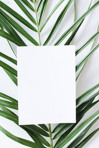 Close-up of palm leaves against white background