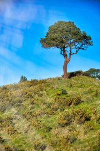 Tree on landscape against sky