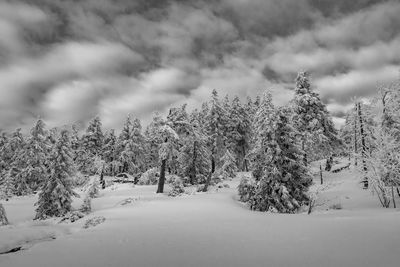 Snow covered pine trees against sky