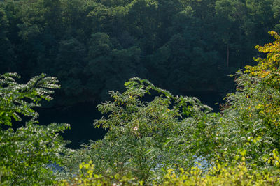 High angle view of plants and trees in forest