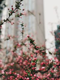 Close-up of pink cherry blossom tree