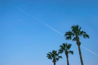 3 palm trees with blue sky and a condensation trail