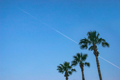 Low angle view of palm tree against blue sky
