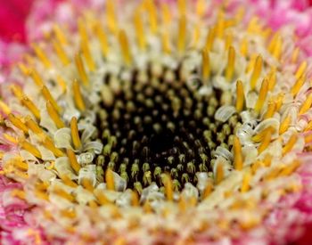 Close-up of yellow flower