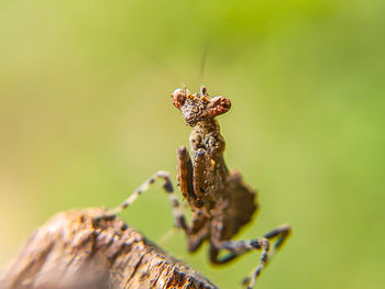 Close-up of insect on plant