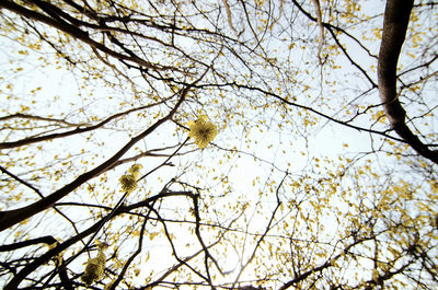 Low angle view of bare trees against sky