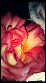 Close-up of pink rose