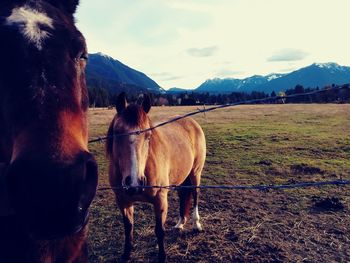 Horse grazing on field against sky
