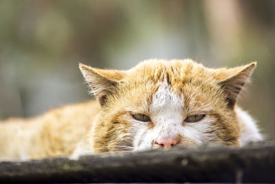 Portrait of brown cat relaxing on boardwalk