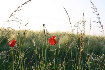 Red poppies growing on field