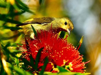 Close-up of hummingbird on flower