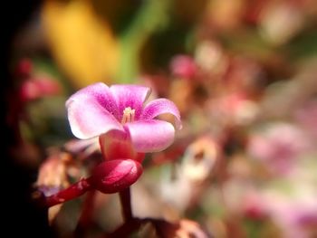 Close-up of pink flower