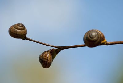 Close-up of snail