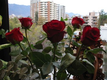 Close-up of red poppy flowers in city