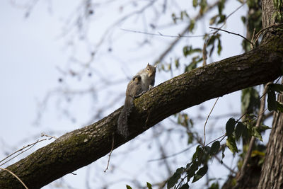 Low angle view of bird perching on branch