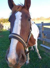 Close-up of horse on field against sky