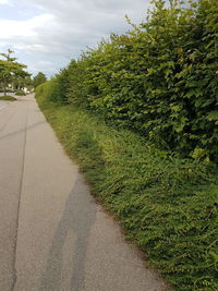 View of footpath along trees