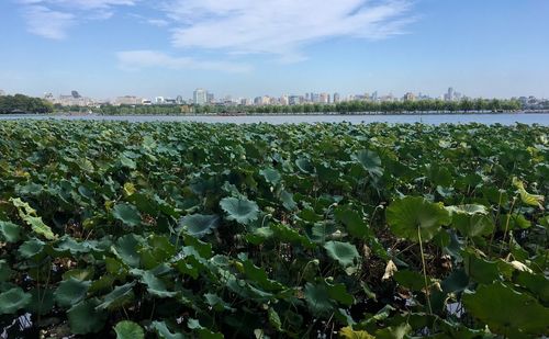 Plants growing on field against sky