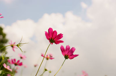 Beautiful pink and purple cosmos hybrid field in blur background under cloudy white sky