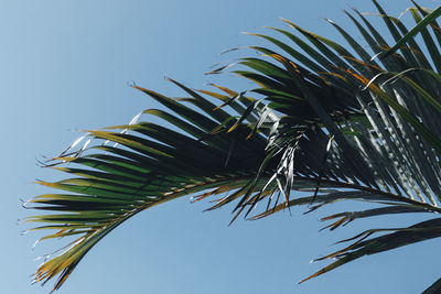 Palm leaf against clear blue sky