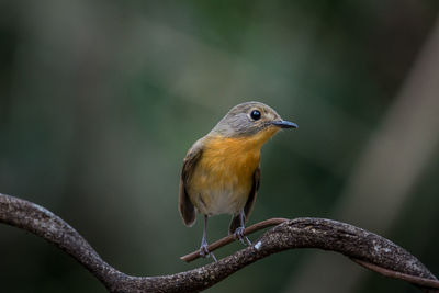 Close-up of bird perching on twig