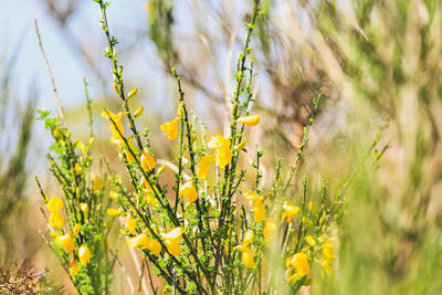 Close-up of yellow flowering plants on field