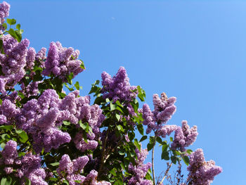 Low angle view of pink flowering plant against clear blue sky