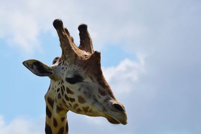 Low angle view of giraffe against sky