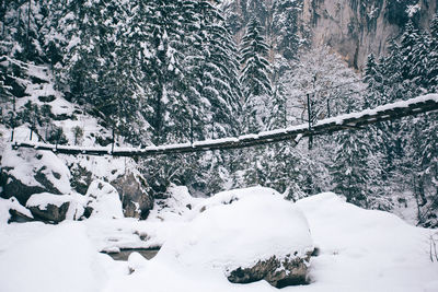 Snow covered trees in forest