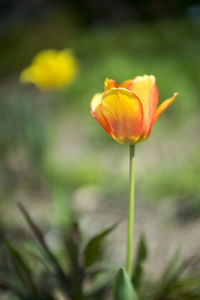 Close-up of orange flowers blooming outdoors