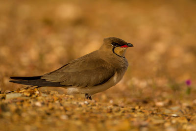 Close-up of bird perching on a land