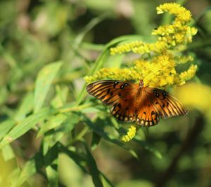 Close-up of butterfly pollinating on leaf