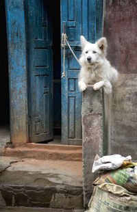 Portrait of dog