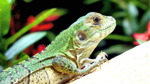 Close-up of lizard