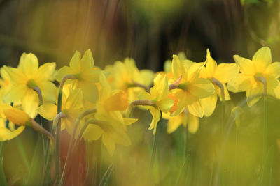 Close-up of yellow flowering plants on field