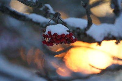fruit