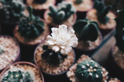 High angle view of white flowering plants