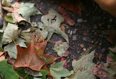 High angle view of maple leaves