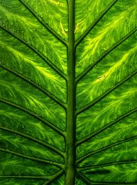 Full frame shot of palm leaves