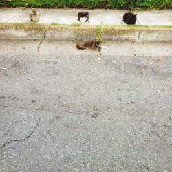 Bird perching on ground